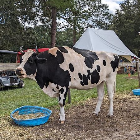 Rooterville Animal Sanctuary Melrose Exterior foto