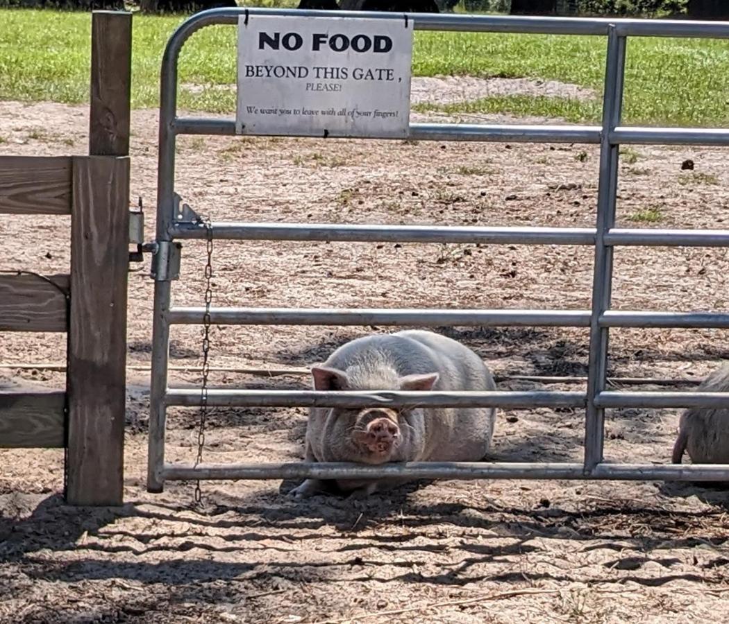 Rooterville Animal Sanctuary Melrose Exterior foto
