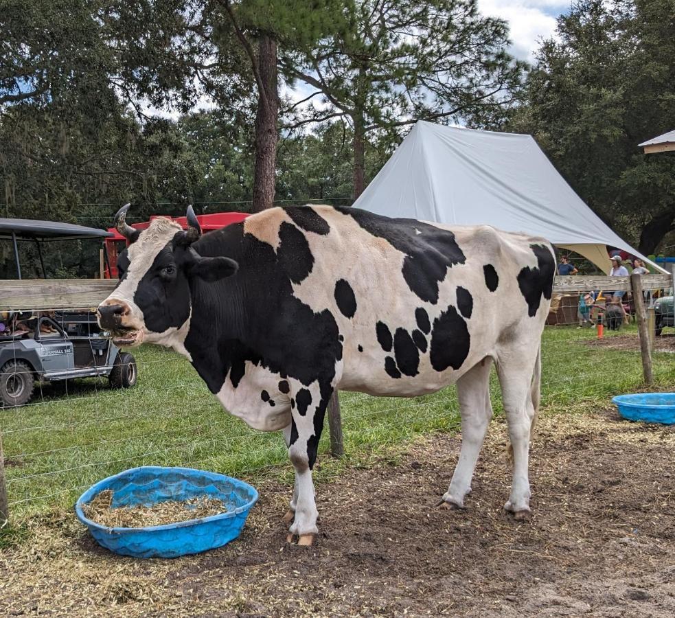 Rooterville Animal Sanctuary Melrose Exterior foto