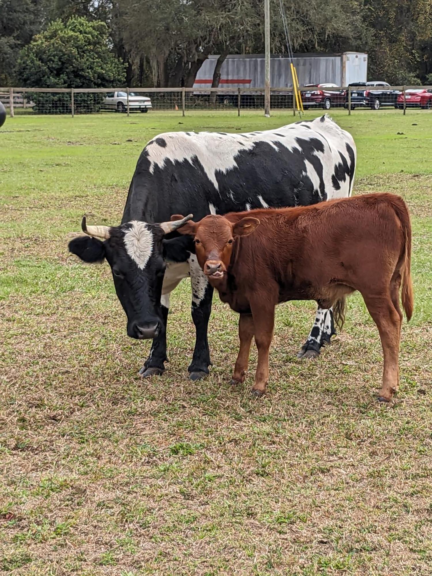 Rooterville Animal Sanctuary Melrose Exterior foto