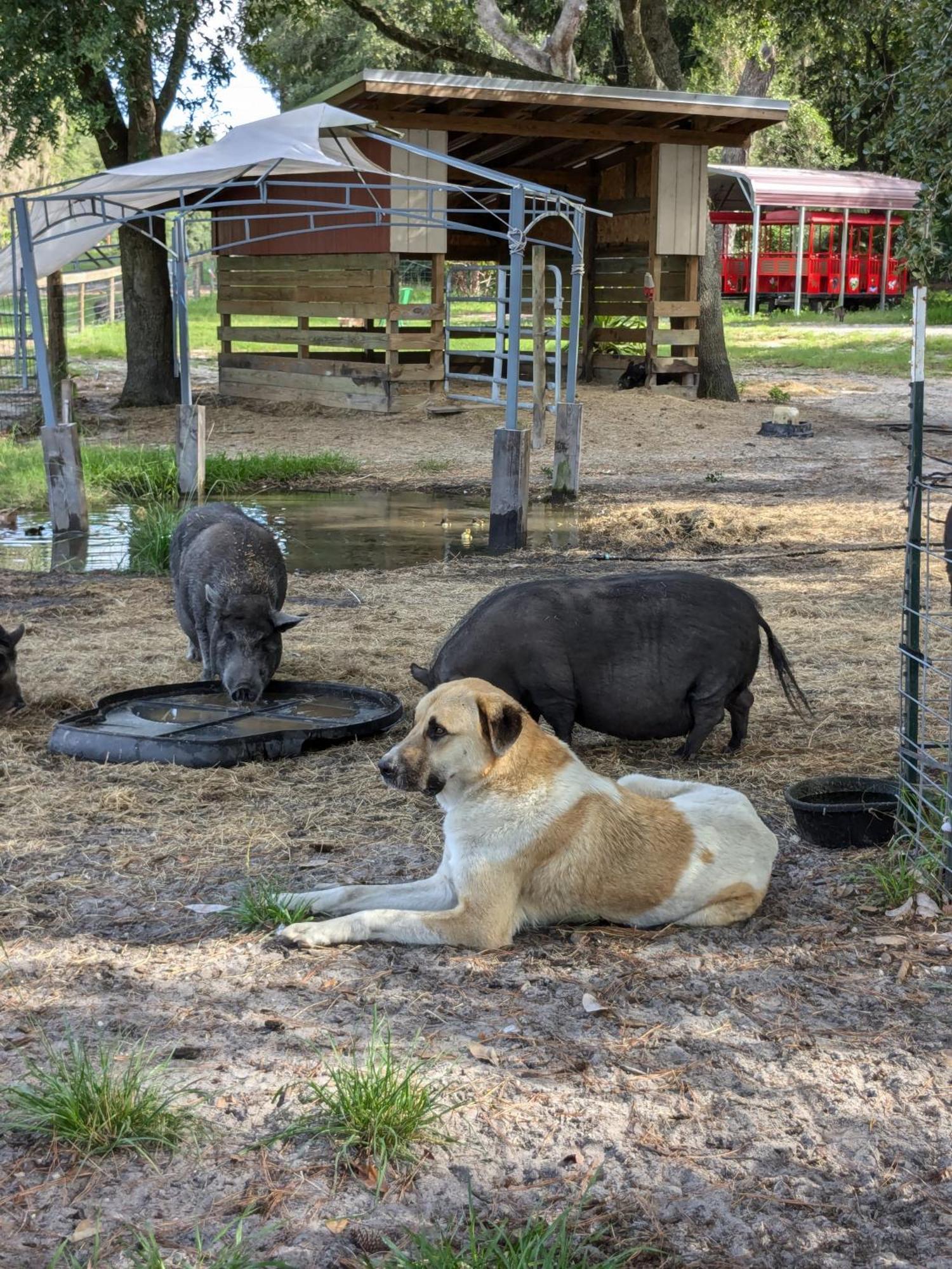 Rooterville Animal Sanctuary Melrose Exterior foto