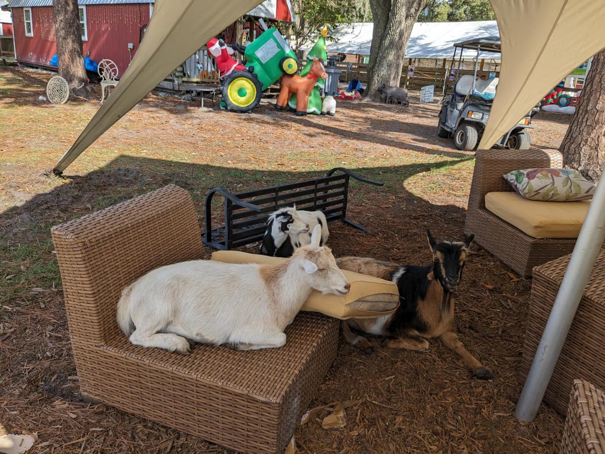 Rooterville Animal Sanctuary Melrose Exterior foto