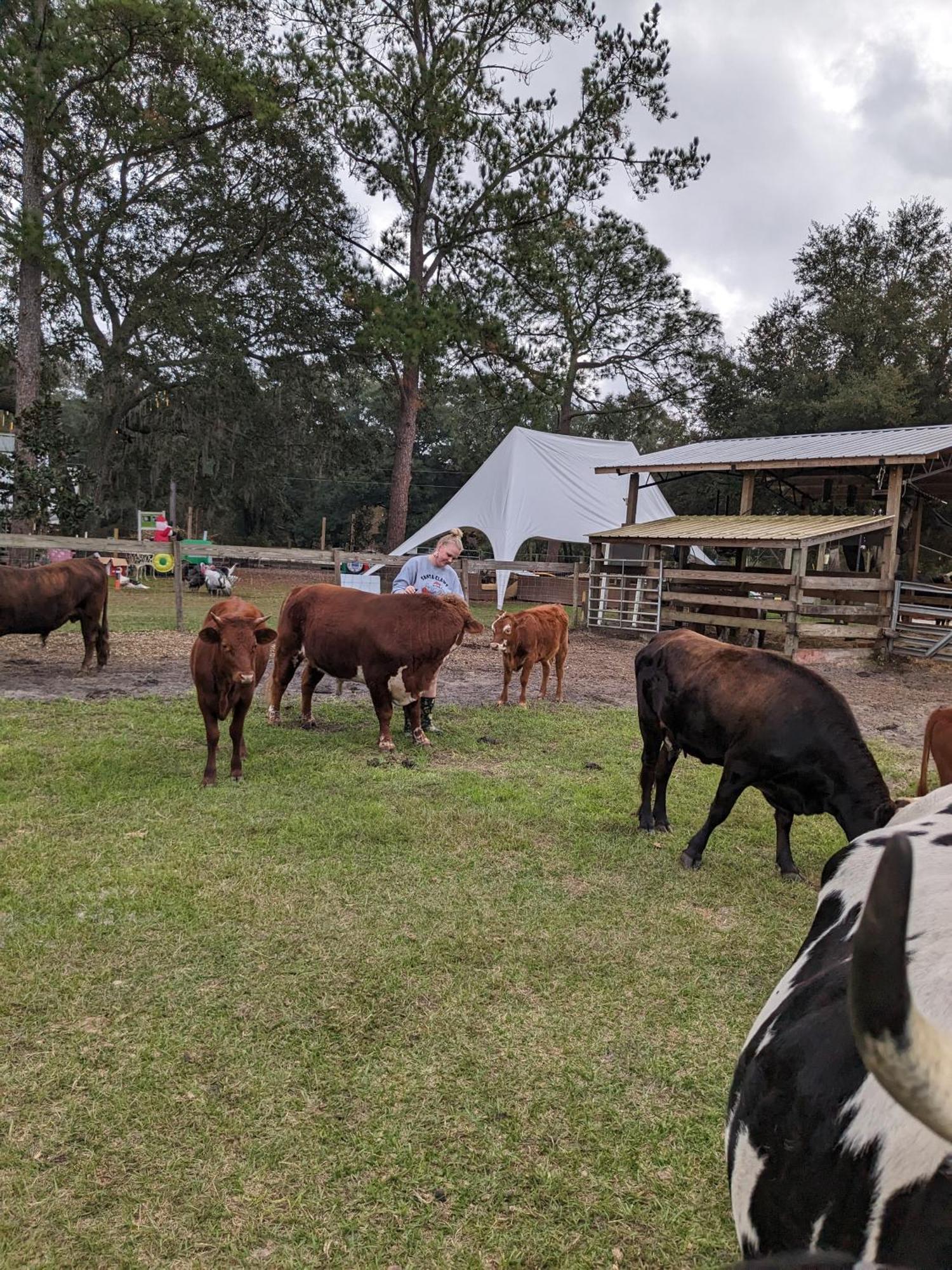 Rooterville Animal Sanctuary Melrose Exterior foto