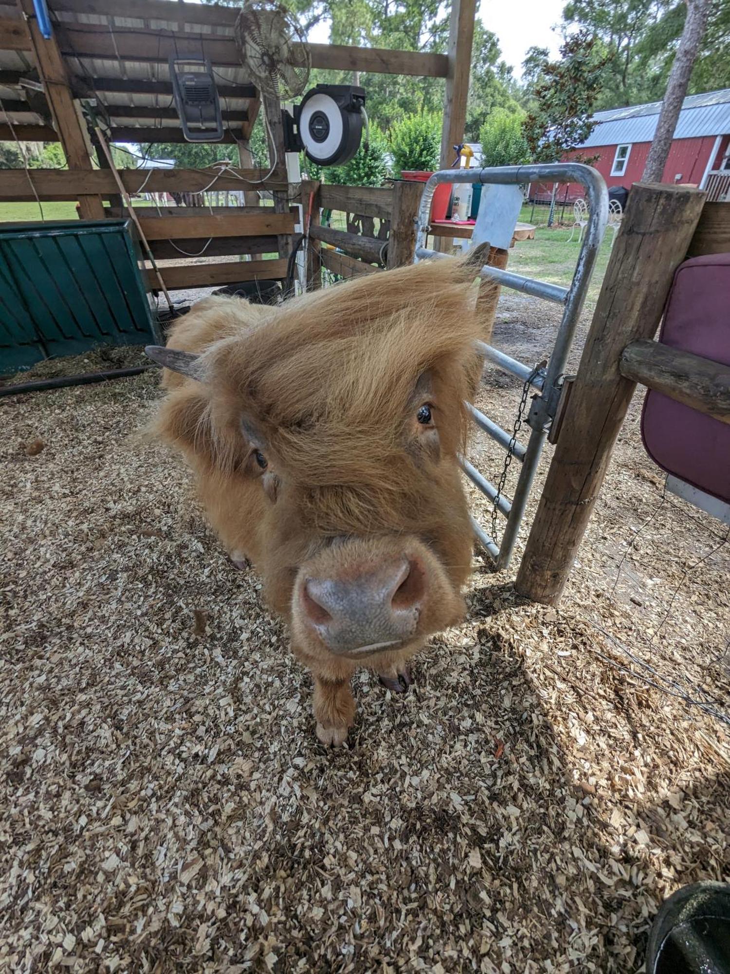 Rooterville Animal Sanctuary Melrose Exterior foto