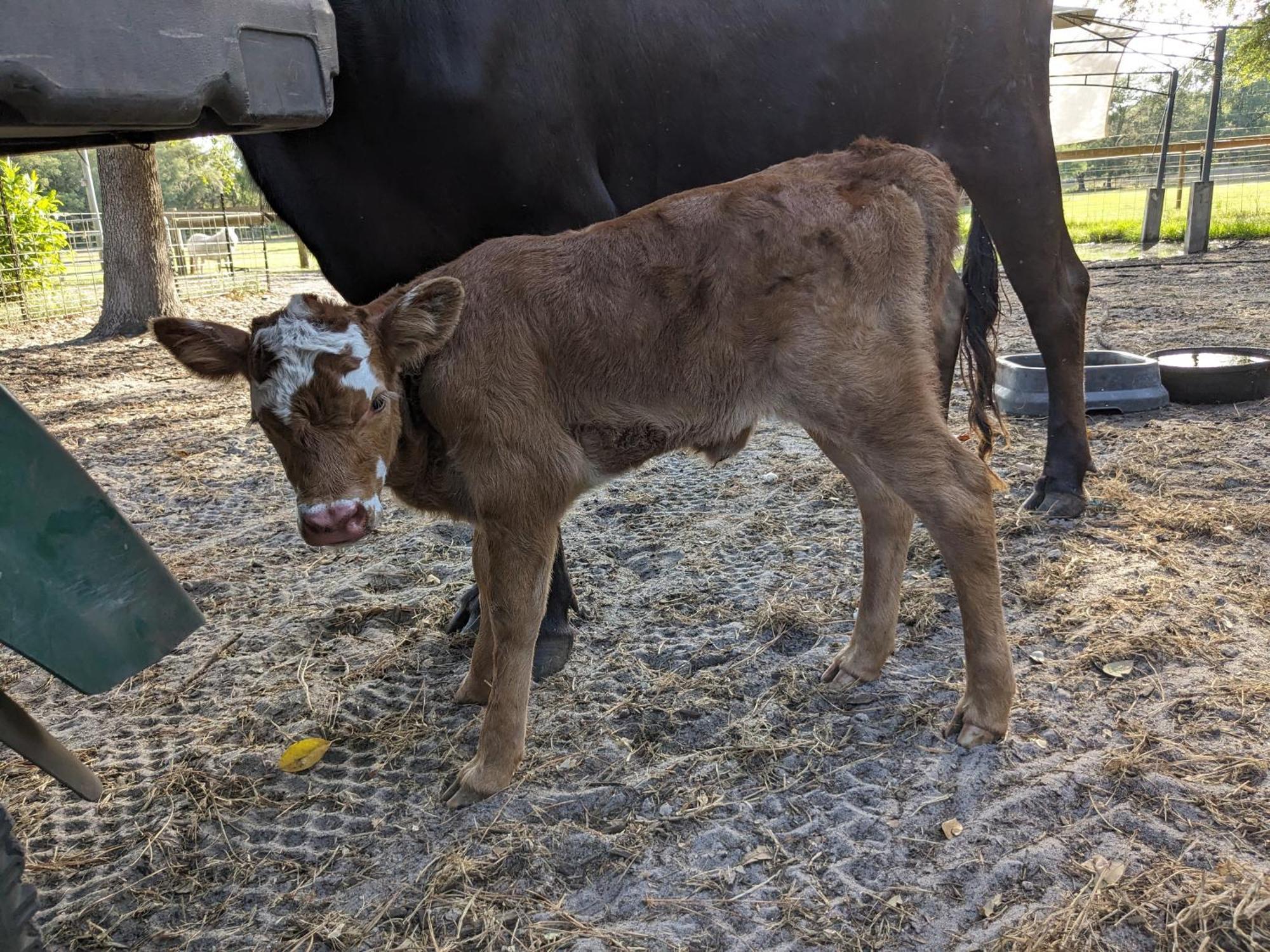 Rooterville Animal Sanctuary Melrose Exterior foto