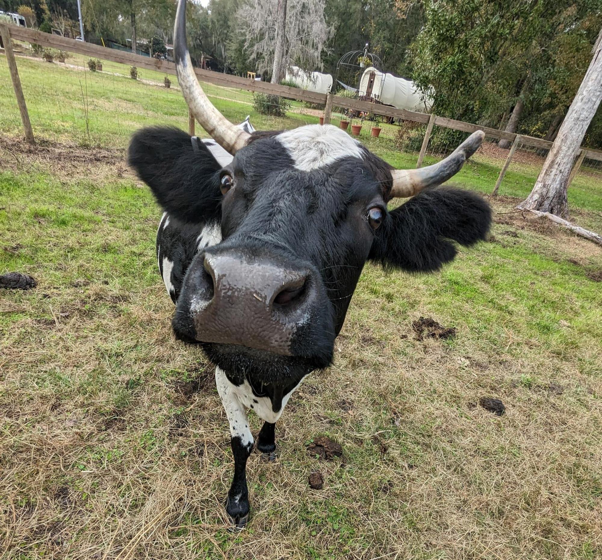Rooterville Animal Sanctuary Melrose Exterior foto